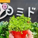 【肥料プレゼント中】 クラピア K3（ピンク）紫品種  9cmポット苗  120鉢セット 有機入り一発果菜肥料1200gと完全植栽マニュアル付き  ピンク色 桃色 イワダレソウ改良種  グランドカバー プランツ 雑草対策 庭 ガーデニング diy ガーデン  K7と同等の耐病性 多年草 植物