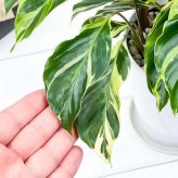 PLANCHU 観葉植物 カラテア エンペラー 4号鉢 受け皿付き 育て方説明書付き Calathea louisae ‘Emperor’
