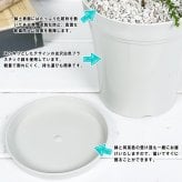虫除け植物 モスキートブロッカー 4号鉢 2鉢セット 受け皿付き 育て方説明書付き Leptospermum liversidgei レプトスペルマム オージープランツ ハーブ苗 PVP