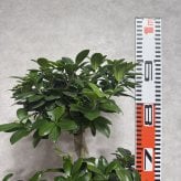 ガジュマル 観葉植物 八の字 8号鉢苗 大型 盆栽 末広がりの8の字 室内 珍しい 希少種 多幸の木 幸福をもたらす精霊が住むガジュマルの木 おしゃれなインテリア 結婚祝い 新築祝い 開店祝い 開業祝い 誕生日 母の日 父の日 記念日 プレゼントギフト 肥料別売り 敬老の日