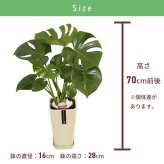 モンステラ 6号 カラーポット 高さ約70cm 観葉植物