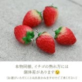 【在庫限り】パッと目を引く大きなイチゴが揺れる フックピアス 金属アレルギー対応 ステンレス製 春 赤い実 ロング 大ぶり