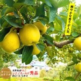 糖度12度保証 長野県産りんご シナノゴールド 秀品 ご贈答 果物 フルーツ お取り寄せ 産地直送 【送料無料(一部地域除く)】