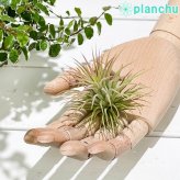 PLANCHU エアプランツ ティランジア イオナンタ ルブラ Mサイズ 1株 W7×H6cm前後 育て方説明書付き Tillandsia ionantha ‘Rubra’ エアープランツ チランジア