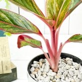 PLANCHU 観葉植物 アグラオネマ レッドゴールド 4号鉢 受け皿付き 育て方説明書付き Aglaonema ‘Red Gold’ 幸せを招くタイの宝石 アロイド