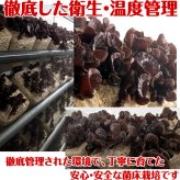 北海道産 朝採り生きくらげ 1kg 菌床栽培・無農薬 ぷりぷり肉質 送料無料 ※沖縄は送料別途加算
