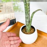 PLANCHU 観葉植物 ケスネリア マルモラータ 3号丸鉢 受け皿付き 育て方説明書付き Quesnelia marmorata ブロメリア