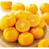 送料無料 お歳暮　 静岡県産 三ケ日みかん YO-628 ※11/2以降の出荷予定となります。北海道・沖縄・離島は配達不可 全国送料無料 お歳暮ギフト 早割 お歳暮2026 御歳暮 御見舞 お見舞い お取り寄せ グルメスイーツ