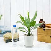 PLANCHU 観葉植物 アグラオネマ シルバークイーン 4号鉢 受け皿付き 育て方説明書付き Aglaonema ‘Silver Queen’ 幸せを招くタイの宝石 アロイド