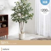 【高さ200cm】光触媒人工観葉植物 ユーカリ 幅70cm×奥行60cm×高さ200cm オフィス 天然木 ポリエステル 組立品 お部屋に気軽に飾れて空間を美しく彩るフェイクグリーン 本物の植物のようなリアルな質感とインテリアに馴染む風合いが魅力です