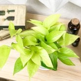 観葉植物 ポトス 3種セット ゴールデン ライム マーブルクイーン 4号鉢 受け皿付き 育て方説明書付き エピプレムヌム