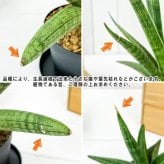 PLANCHU 多肉植物 サンセベリア スパーバ 4号鉢 受け皿付き 育て方説明書付き Sansevieria trifasciata ‘Superba’ サンスベリア ローレンチ