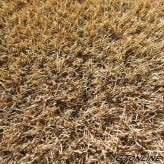 人工芝 リアル カラー人工芝 クローバーターフ カフェラテ 1m×8m ロール 芝丈30mm 防炎 庭 ベランダ テラス バルコニー ドッグラン ガーデン ガーデニング DIY エクステリア 外構 商業施設 店舗 装飾 プロ仕様