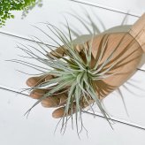 PLANCHU エアプランツ ティランジア コットンキャンディ ピンク Mサイズ 1株 W15×H10cm前後 育て方説明書付き Tillandsia ‘Houston Cotton Candy’ エアープランツ チランジア