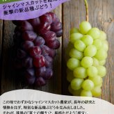 れいたす 青森産 シャインマスカット 富士の輝き・雄宝 選べる2サイズ, 800g 1.6kg