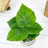 PLANCHU 観葉植物 フィカス ウンベラータ 3.5号鉢 受け皿付き 育て方説明書付き Ficus umbellata ゴムノキ