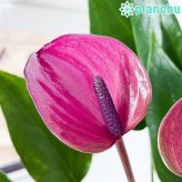 PLANCHU 観葉植物 アンスリウム シラノ 4号鉢 受け皿付き 育て方説明書付き Anthurium andraeanum ‘Cirano’ アンスリューム アロイド 鉢花 パープル系