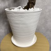 現品 ガジュマル 観葉植物 曲がり 8号鉢苗 大型 盆栽 登り樹 昇り竜 室内 珍しい 希少種 多幸の木 幸福をもたらす精霊が住むガジュマルの木 おしゃれなインテリア 結婚祝い 新築祝い 開店祝い 開業祝い 誕生日 母の日 父の日 記念日 プレゼントギフト 肥料別売り 敬老の日