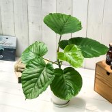 PLANCHU 観葉植物 フィカス ウンベラータ 4号鉢 受け皿付き 育て方説明書付き Ficus umbellata ゴムノキ