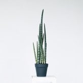 観葉植物 造花 サンセベリア BROWN 全高約68cm 卓上・小型 フェイクグリーン 本物そっくり おしゃれ インテリア 人工観葉植物 アーティフィシャルグリーン オフィス 店舗 ホテル 開店祝い 室内 ミニ トラノオ 虎の尾 フェイク