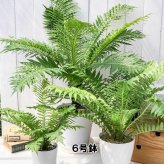 PLANCHU 観葉植物 ブレクナム シルバーレディ 木立タイプ 6号鉢 受け皿付き 育て方説明書付き Blechnum gibbum ‘Silver Lady’ シダ植物