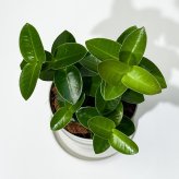PLANCHU 観葉植物 ホヤ クミンギアナ 3.5号鉢 受け皿付き 育て方説明書付き Hoya cumingiana クミンギアーナ サクララン 桜蘭