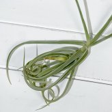 PLANCHU エアプランツ ティランジア ドーラティ 1株 W25×H25cm前後 育て方説明書付き Tillandsia duratii ドゥラティ エアープランツ チランジア