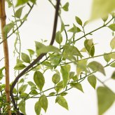 観葉植物 造花 ライベリー BROWN 全高約125cm 大型 フェイクグリーン 本物そっくり おしゃれ インテリア 人工観葉植物 アーティフィシャルグリーン オフィス 店舗 ホテル 開店祝い 室内 インテリアグリーン 枝もの フェイク