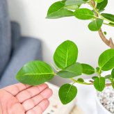 PLANCHU 観葉植物 フィカス ルビギノーサ 6号鉢 受け皿付き 育て方説明書付き Ficus rubiginosa フランスゴムノキ