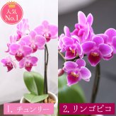 ＼早割！8/31の16時まで／ 敬老の日 ギフト プレゼント 早割 人気 花 生花 蘭 胡蝶蘭 鉢植え ミディ 2.5号 洋蘭園 フラワーギフト バウムクーヘン スイーツ お菓子 洋菓子 花とお菓子 60代 70代 80代 90代 おじいちゃん おばあちゃん 孫 孫から おいもや