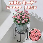 早春苗 ミーテ miite ピーチラテ 肥料付き 3号ポット花付き苗 花の苗 サントリーフラワーズ  ナデシコ属