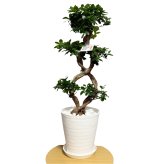 ガジュマル 観葉植物 八の字 8号鉢苗 大型 盆栽 末広がりの8の字 室内 珍しい 希少種 多幸の木 幸福をもたらす精霊が住むガジュマルの木 おしゃれなインテリア 結婚祝い 新築祝い 開店祝い 開業祝い 誕生日 母の日 父の日 記念日 プレゼントギフト 肥料別売り 敬老の日