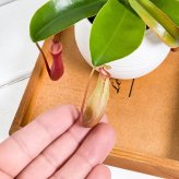 PLANCHU 食虫植物 ネペンテス 3号丸鉢 育て方説明書付き Nepenthes ウツボカズラ