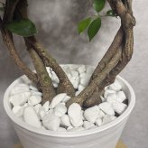 ガジュマル 観葉植物 八の字 8号鉢苗 大型 盆栽 末広がりの8の字 室内 珍しい 希少種 多幸の木 幸福をもたらす精霊が住むガジュマルの木 おしゃれなインテリア 結婚祝い 新築祝い 開店祝い 開業祝い 誕生日 母の日 父の日 記念日 プレゼントギフト 肥料別売り 敬老の日