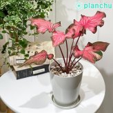 PLANCHU 観葉植物 カラジウム バイカラーフラミンゴ 4号鉢 受け皿付き 育て方説明書付き Caladium ‘Bicolor Flamingo’ カラディウム カラジューム アロイド