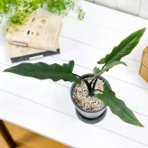 PLANCHU 観葉植物 アロカシア ラウテルバキアナ 4号樹脂鉢 ダークグレー サスティー付き 受け皿付き 育て方説明書付き Alocasia lauterbachiana アロイド