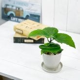 PLANCHU 観葉植物 フィカス ウンベラータ 3.5号鉢 受け皿付き 育て方説明書付き Ficus umbellata ゴムノキ