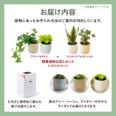 選べる 観葉植物 ポトス & アイビー ガジュマル &サンスベリア お試し 2点 セット 鉢付き 3号 ミニサイズ 幸運の木 風水 インテリア 室内 オシャレ 70代 あす楽 翌日配送  オフィス 開店祝い 結婚式 新築祝い 就職祝い 開業祝い
