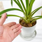 PLANCHU 観葉植物 グズマニア ディッシティフローラ マイヨル 3.5号鉢 受け皿付き 育て方説明書付き Guzmania dissitiflora ‘Major’ ブロメリア