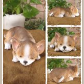 犬　置物 リアル　ウトウト・ねむねむ　チワワ　いぬ　動物オブジェ　ガーデン　オーナメント　店舗　カウンター　装飾　オブジェ　インテリア　玄関先　庭　犬好きさん人気ギフト　動物人気ギフト　クリスマスプレゼント　お誕生日祝い　母の日人気　父の日人気　敬老の日人気