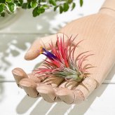 PLANCHU エアプランツ ティランジア イオナンタ Mサイズ 1株 W5×H5cm前後 育て方説明書付き Tillandsia ionantha エアープランツ チランジア