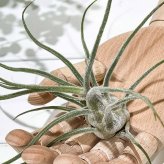 PLANCHU エアプランツ ティランジア プルイノーサ コロンビアフォーム 1株 W15×H15cm前後 育て方説明書付き Tillandsia pruinosa Colombia Form エアープランツ チランジア