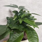 観葉植物 パキラ グラブラ 3本立ち ミニ 卓上 小さい 4号 高さ約35cm 白 スクエア鉢 マネーツリー 育てやすい 耐陰性 インテリア デスク 棚 一人暮らし 誕生日 引っ越し祝い 就職祝い 退職祝い お礼 プチギフト お祝い ギフト プレゼント おしゃれ