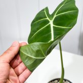 PLANCHU 観葉植物 アロカシア グリーンベルベット 4号鉢 受け皿付き 育て方説明書付き Alocasia ‘Green Velvet’ アロイド