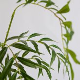 観葉植物 造花 マホニア コンフューサ BROWN 全高約180cm 大型 フェイクグリーン 高級 本物そっくり リアル おしゃれ 和風 和モダン インテリア 人工観葉植物 アーティフィシャルグリーン オフィス 店舗 ホテル 旅館 開店祝い 室内 リビング 玄関 庭木 細葉ヒイラギナンテン