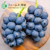 長野県産 シャインマスカット ナガノパープル クイーンルージュ 各2房 【6房】 ｜ 1房約450-500g ｜ ぶどう 国産フルーツ 贈答用 ギフト プレゼント