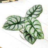 PLANCHU 観葉植物 アロカシア シルバードラゴン 4号鉢 受け皿付き 育て方説明書付き Alocasia ‘Silver Dragon’ アロイド