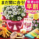 【早割 9/14 16時まで】 敬老の日 まだ間に合う 鉢植え プレゼント ギフト 花 りんどう 竜胆 リンドウ 生花 花鉢 花とスーツ 孫 ありがとう どら焼き バウムクーヘン 干し芋 芋けんぴ かりんとう カステラ ようかん あんみつ 秋 送料無料 スイーツ お菓子 和菓子 洋菓子 メッセージカード おいもや
