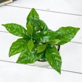 PLANCHU 観葉植物 コーヒーノキ アラビカ 3.5号鉢 受け皿付き 育て方説明書付き Coffea arabica コーヒーの木 珈琲の木 アラビカコーヒー