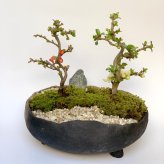 ご両親へ感謝を込めて贈る【紅白長寿梅（コウハクチョウジュバイ）の盆栽・真山茜　炭化焼き締め鉢】小粋な祝鶴模様の風呂敷ラッピング